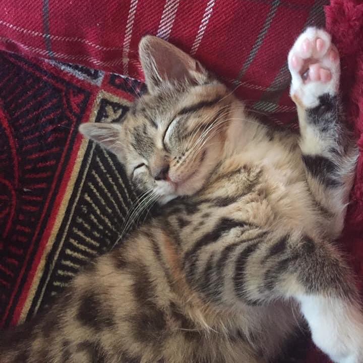 Raise a paw if you want the #perfectsmile? 😁🙌🏼

Looking after your oral health 🦷 not only boosts your confidence, but your general health too. Find out more on how we can help: instagram.com/p/CXODOBpsVht/… #dentist #dentistry #dentalhygiene