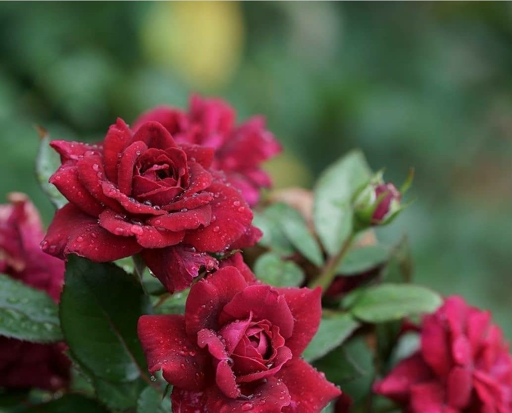 "Aquel que no se atreve a agarrar la espina no debería ansiar la rosa".
 Anne Brontë
norfipc.com/facebook/frase…