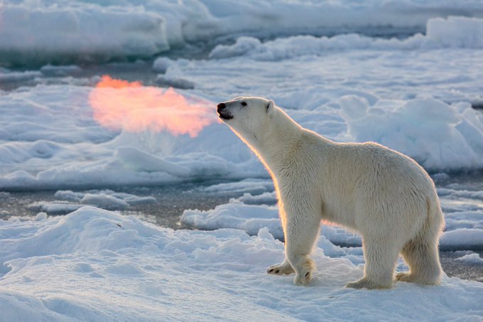 Photographer Josh Anon captured the perfect moment in which the rising sun made this polar bear's backlit breath look like fire [source: buff.ly/2FDooAk] [athor's site: joshanon.com]