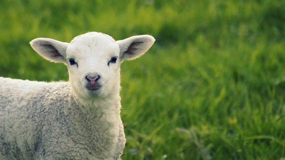 Милые ягнята. Ягнята. Горная овца тоскана. Тоскана порода овец. Как называется ягненок.