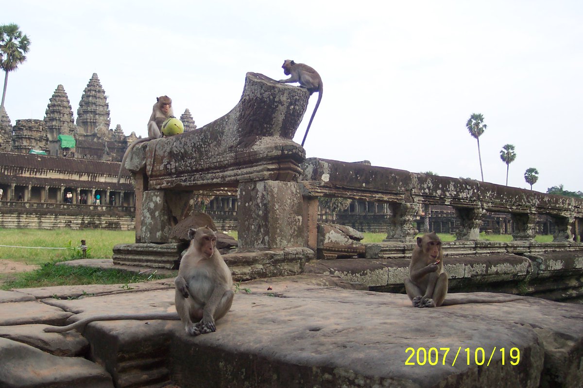 @pagezh @JavalavaTours @CambodiaTourism @visitcam @tourcambodia Despite Cambodia's turbulent history, yours truly vividly captured this pix in #Angkor where beasts still coexist peacefully with modernity and with the ancient relics. It's so nice and heartwarming to see these monkeys roam in complete freedom, in their natural habitat🙏