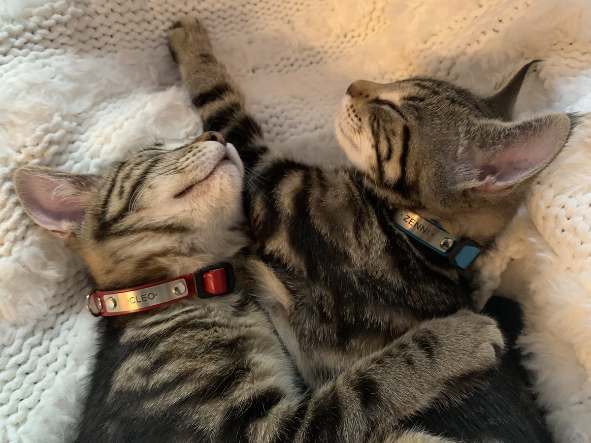 My rescue kittens had #PersistentIdentifiers (injected microchips) weeks before we chose their 'ambiguous' names or bought collars (so we could tell them apart). Introducing Cleo & Zenni (uniquely known as 956000012888*** & 956000014455***)