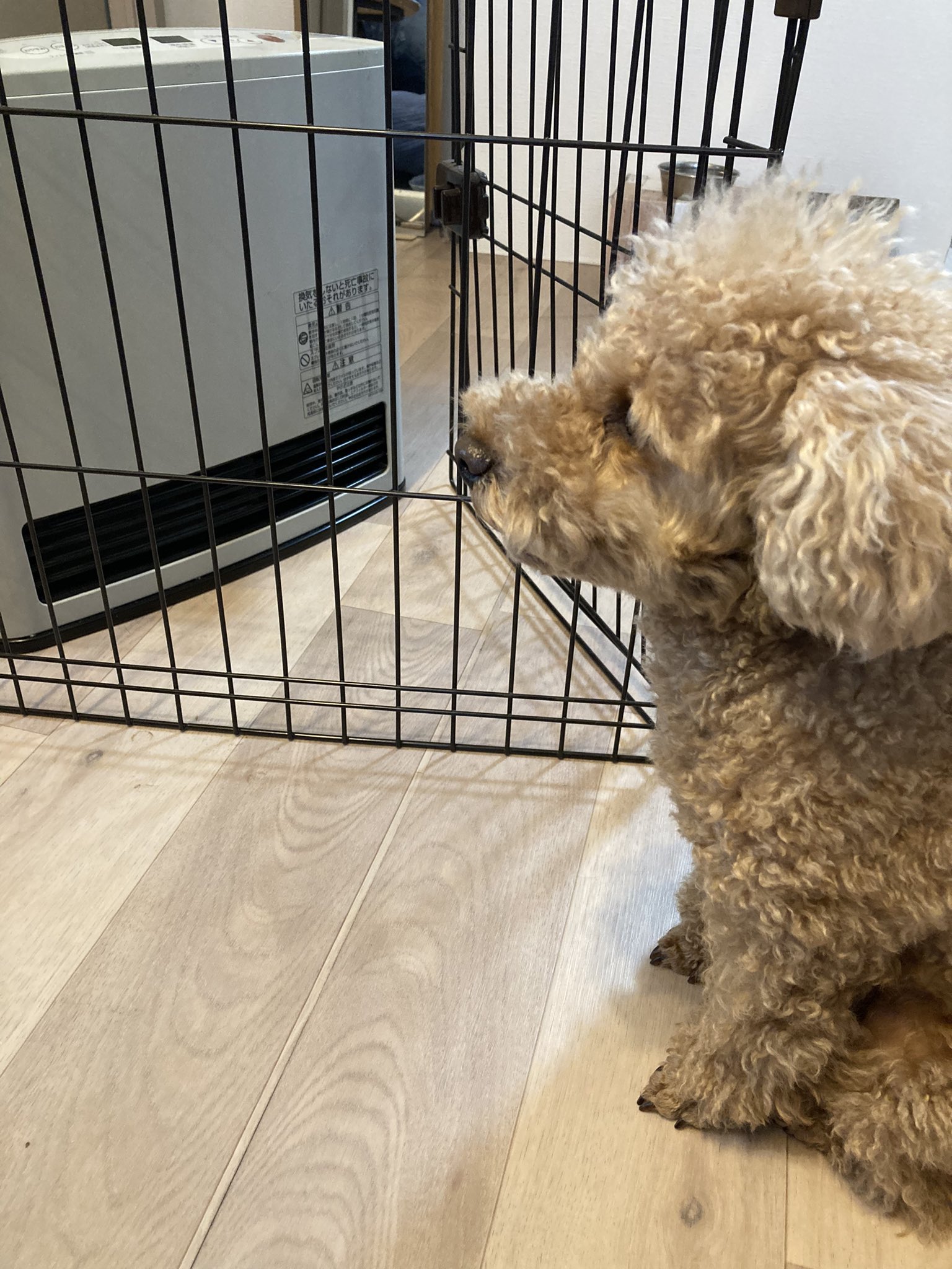 ストーブの前にはいつも犬 Twitter Search Twitter