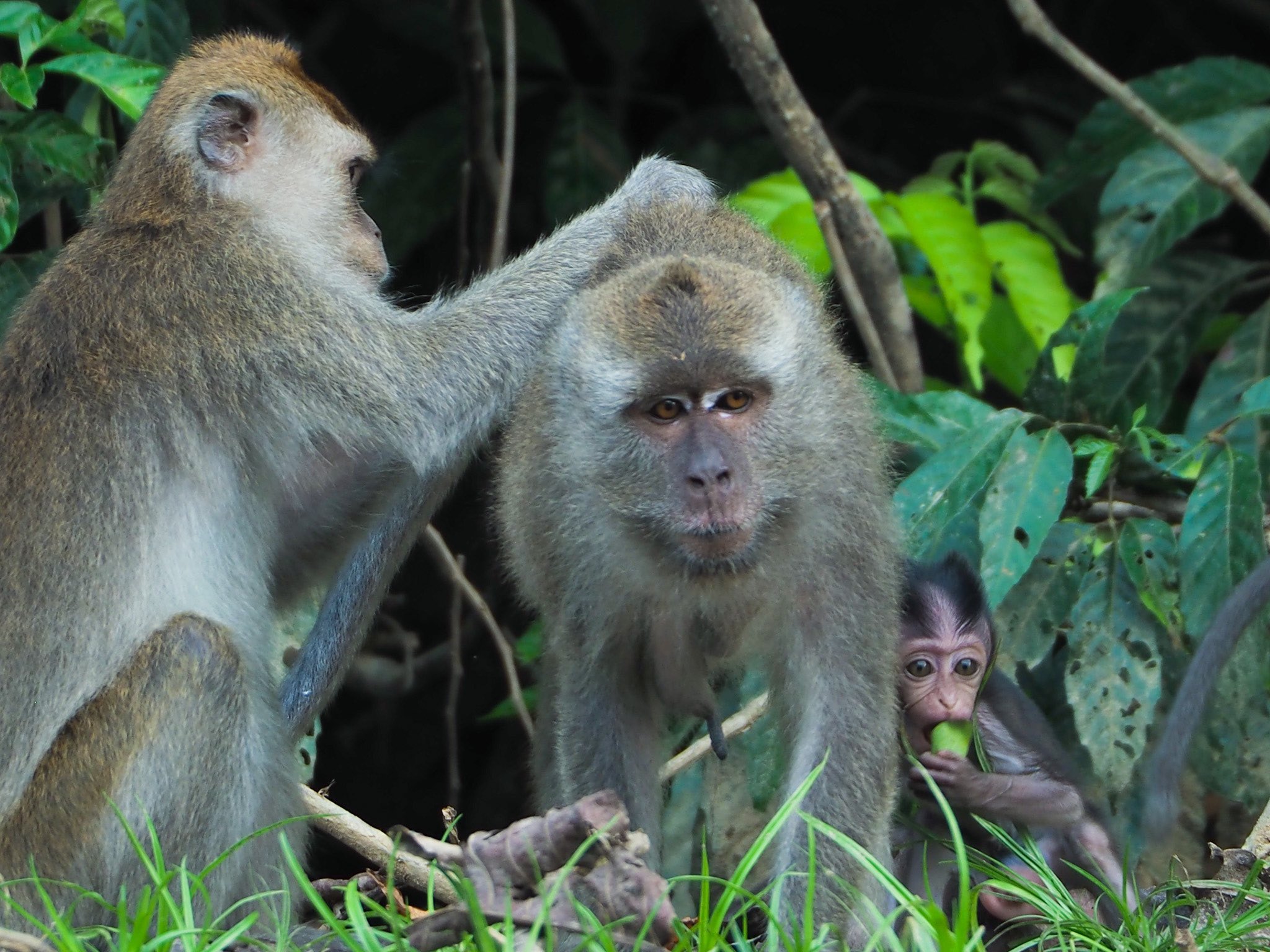 日本野生動物医学会 学生部会 本日はマレーシアのカニクイザル おチビが可愛いのだ T Co Gfvuh0kawb T Co Euqizloko6 Twitter 日本野生動物医学会 学生部会 本日はマレーシアのカニクイザル おチビが可愛いのだ T Co Gfvuh0kawb T Co Euqizloko6 Twitter