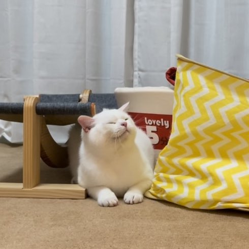 なんとも言えない表情

#猫 #スコティッシュフォールド