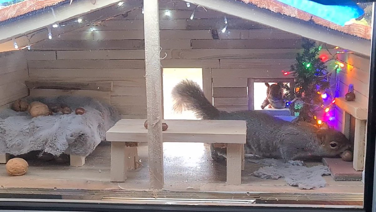 LaKingabout's tweet photo. I was thrilled to meet the squirrel man of Scartho who’s created this masterpiece in his garden including a lodge and infinity pool for the squirrels. Hear all about it with @andycomfort @RadioHumberside https://t.co/oAjldeBuFP