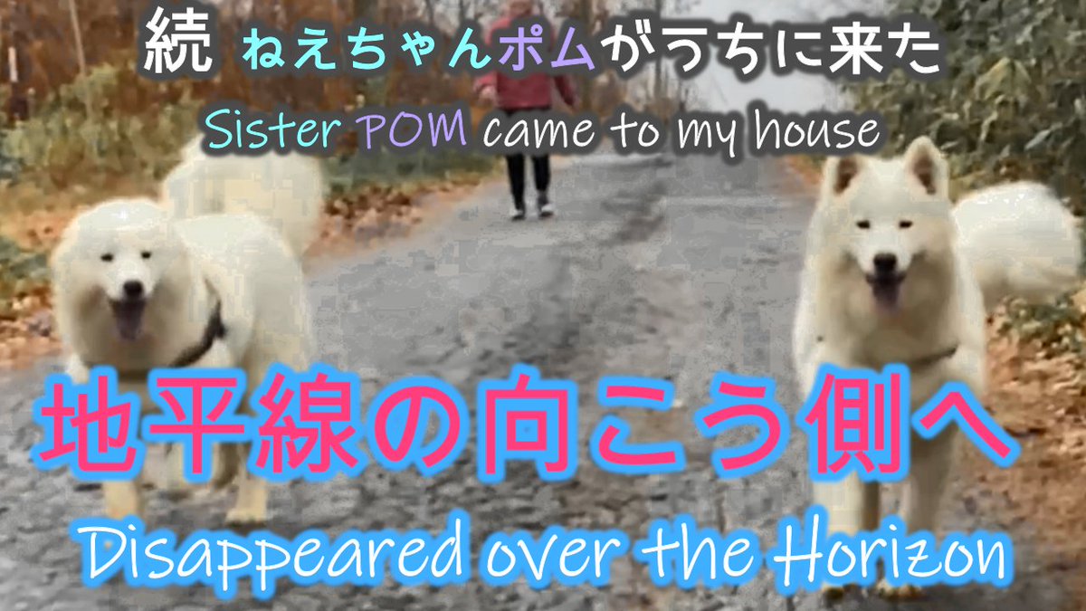 Luckyandcat's tweet photo. CC - 消えた姉妹二人 Run Away Sisters 地平線の向こう側へ サモエドらっきー＆ポム７か月 Samoyed LUCKY &amp; S... https://t.co/rFWnZIewWR via @YouTube #サモエド #Samoyed #niseko #nisekojapan #airbnb #grandhirafu #nisekounited Airbnb info below this Youtube video. https://t.co/sTkpnctmkM