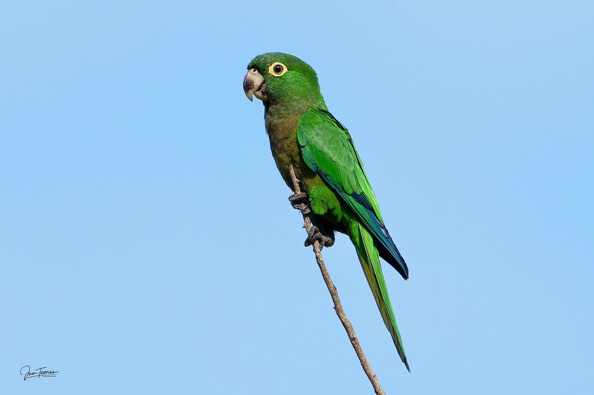 jtaverase's tweet photo. Perico Amargo (Aratinga nana), Olive throated Parakeet @ambienterd @federicofrancot https://t.co/XPssULp1eG