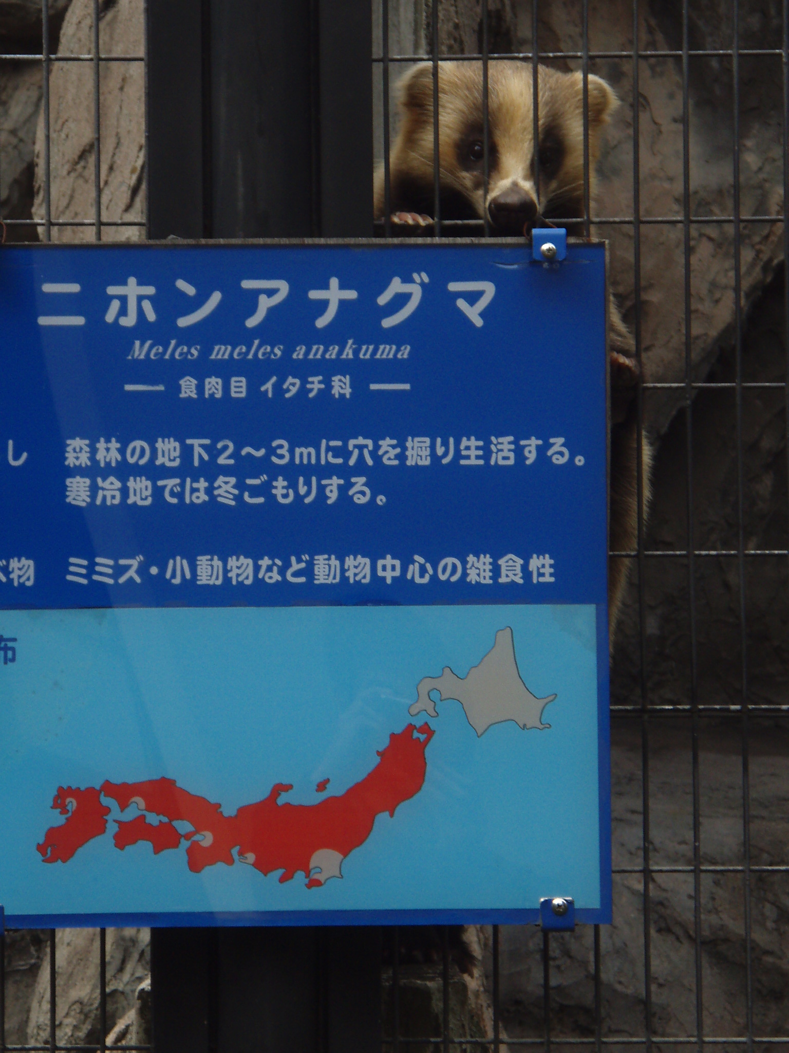 H N Seaton アナグマ No 105 日本にも住んでいる獣 でも昔話にも登場せず 獣害といった話も出にくく 知名度はいまひとつか 動物園では檻によじ登って飼育員さんを歓迎したりもするそうです かわいいですね 動物イラスト 動物 みんなで楽しむ