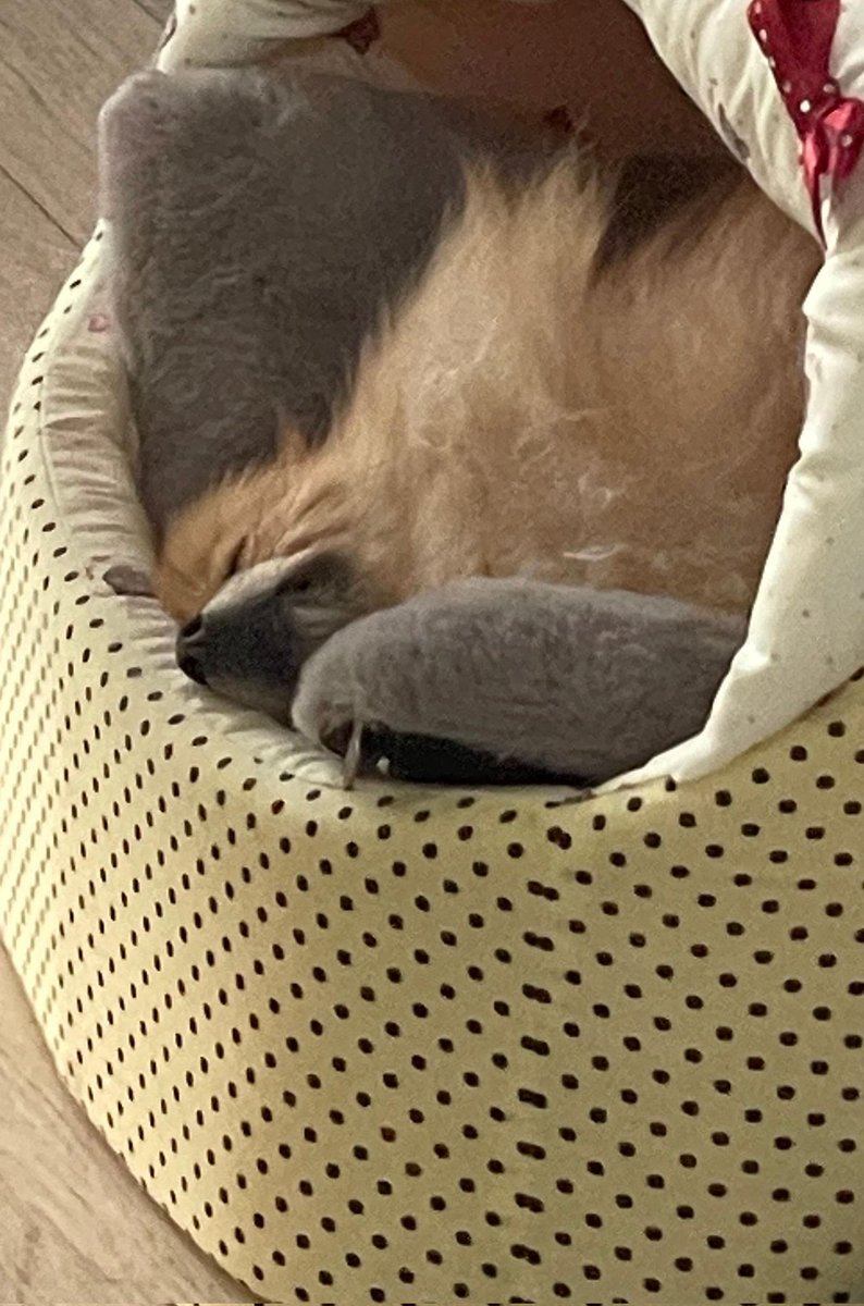 DCInsomniaSpain's tweet photo. [FOTO] [#YOOHYEON] 211207 Post Weverse 

😪😴

Oficial Weverse App 📱
https://t.co/hGkIPY2PW5

#드림캐쳐 #Dreamcatcher https://t.co/jQmlpTvOTi