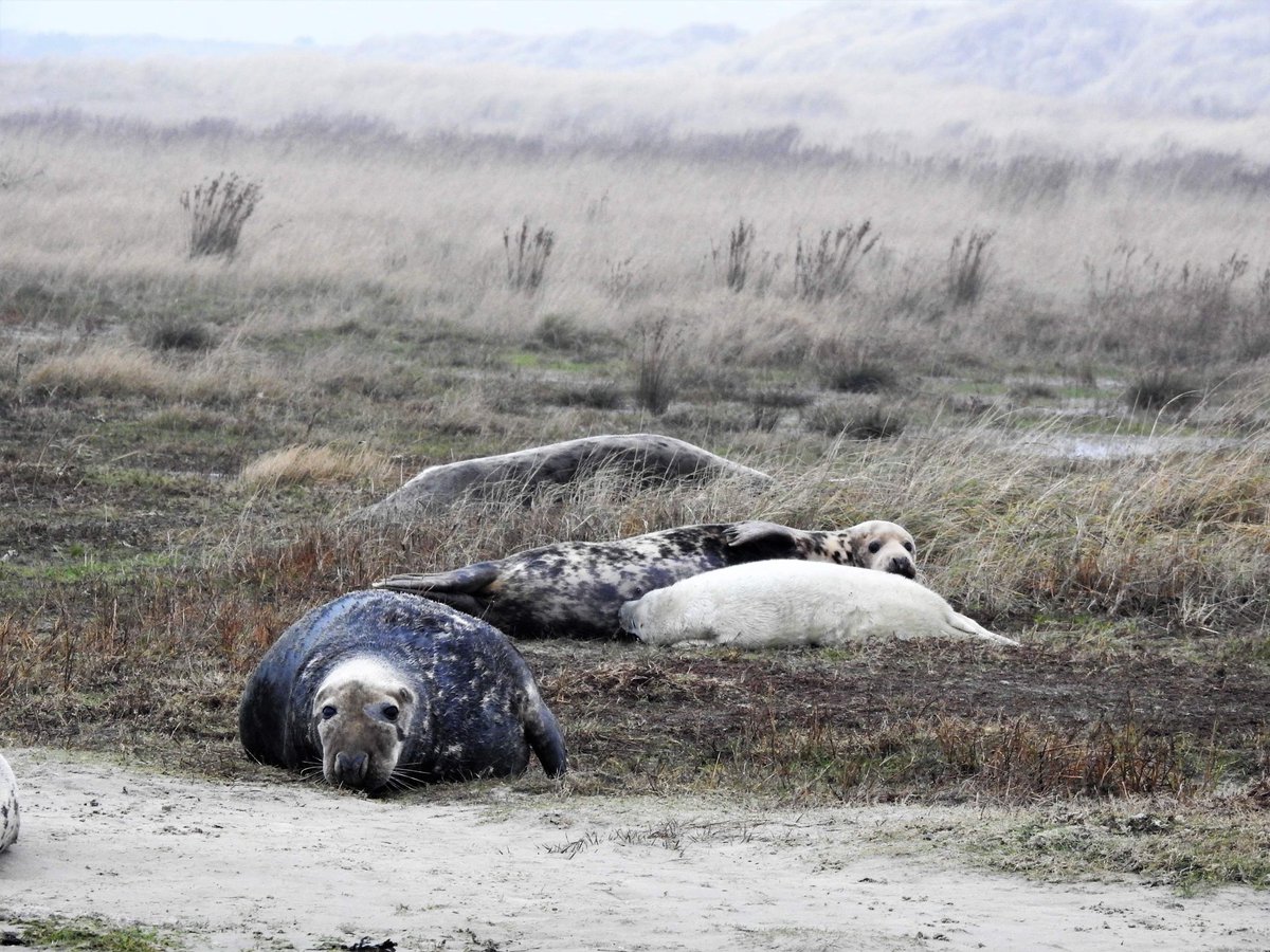 RWS_NN's tweet photo. Ook op de andere Waddeneilanden, waaronder #Terschelling, liggen zeehonden en zeehondenpups op het strand. Ook daar is rust en  ruimte belangrijk. 📷 @oelavans https://t.co/IQ045gG9hU https://t.co/lAof816P8S