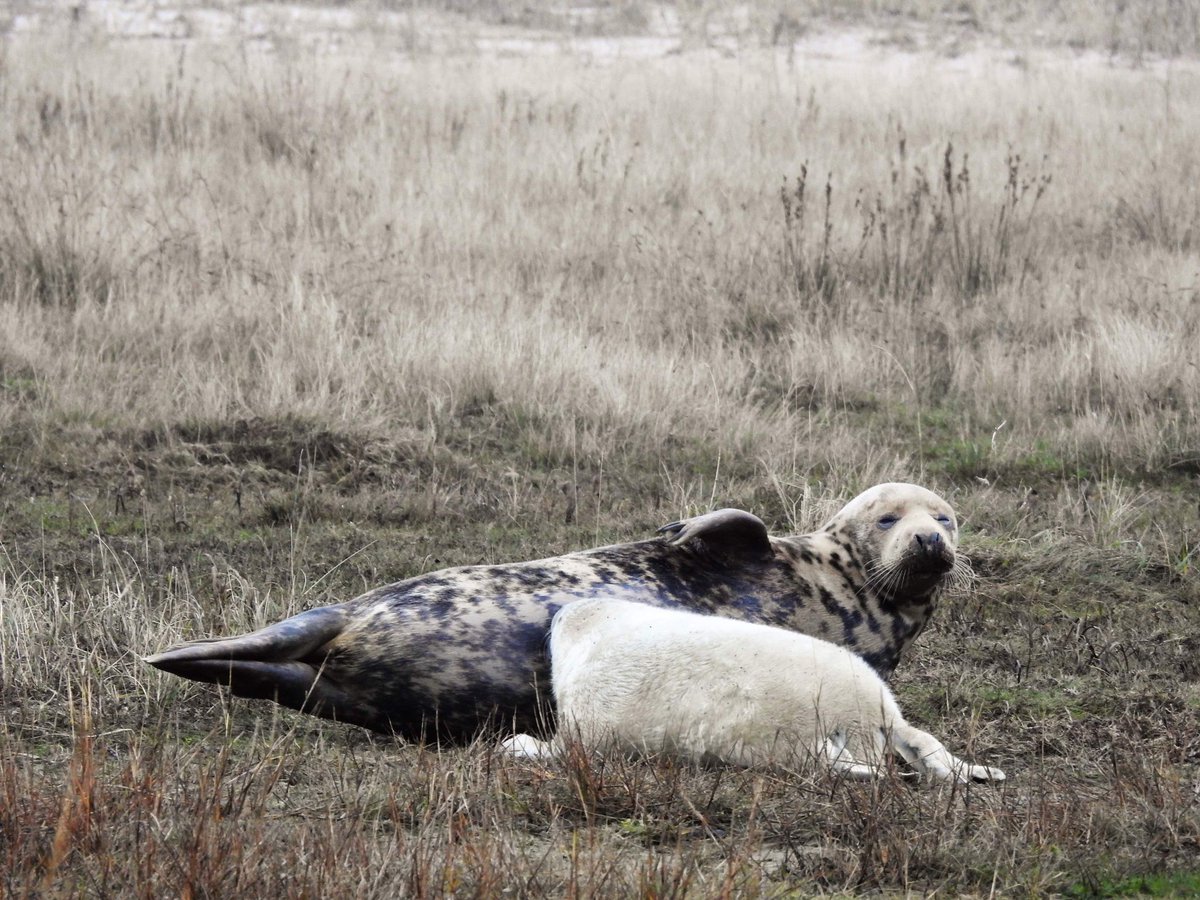 Ook op de andere Waddeneilanden, waaronder #Terschelling, liggen zeehonden en zeehondenpups op het strand. Ook daar is rust en  ruimte belangrijk. 📷 <a href="/oelavans/">peter van suijlekom</a> x.com/RWS_NN/status/…