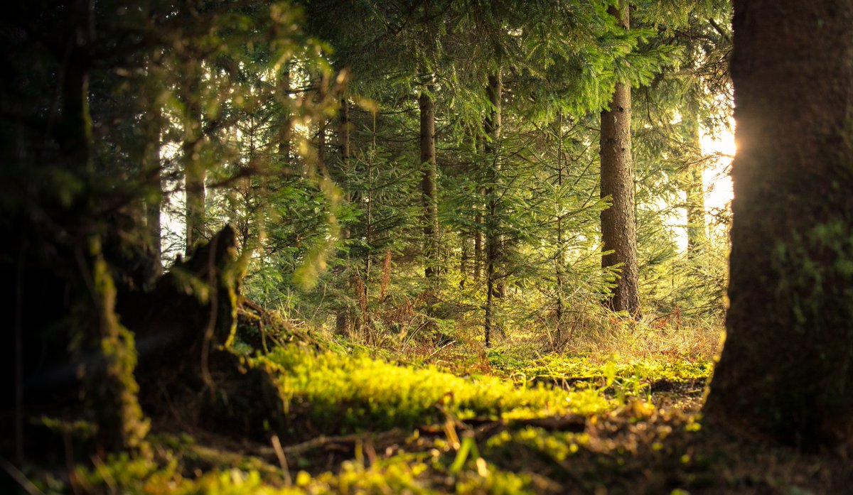 arty_com's tweet image. L'arbre qui tombe dans la forêt fait-il du bruit si personne ne l'entend ? 

Il en est de même pour vos projets ...

#communication #communicationinterne #communiqueraveclaculture #stratégie #JTdentreprise #newsletter #infolettre
