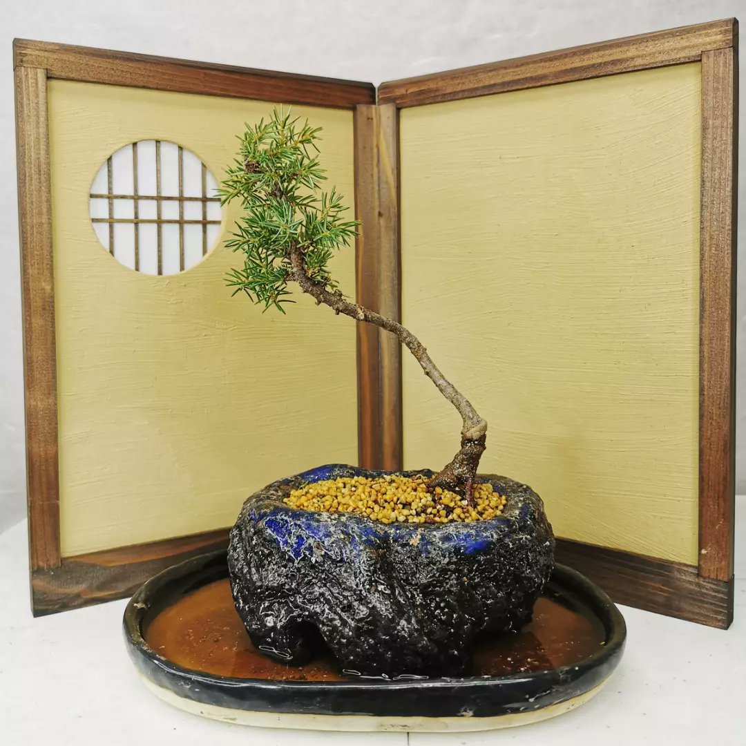 和景 Kazunori（深沢種苗園芸） 最近の清梅焼です。 少しずつ洗礼され