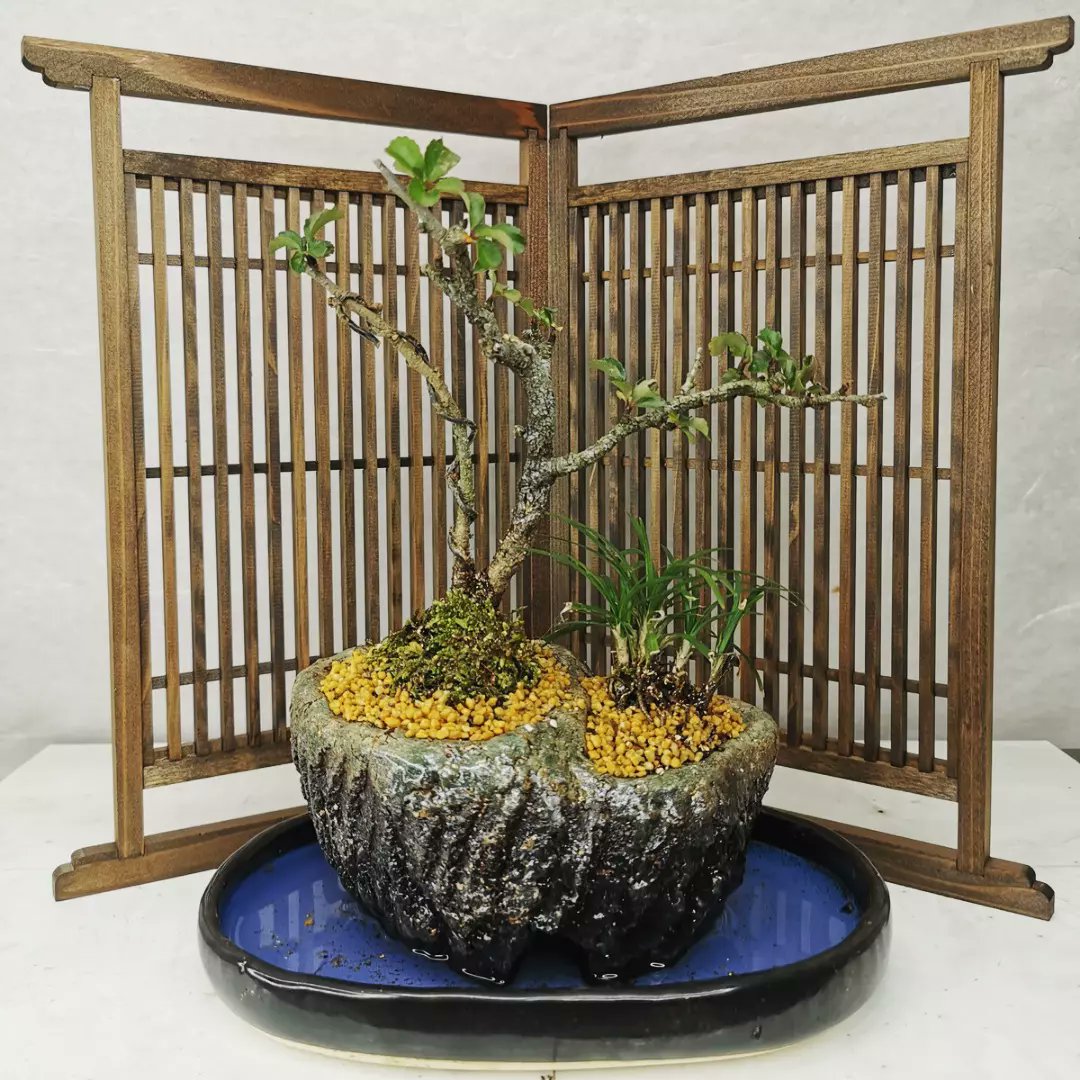 和景 Kazunori（深沢種苗園芸） 最近の清梅焼です。 少しずつ洗礼され