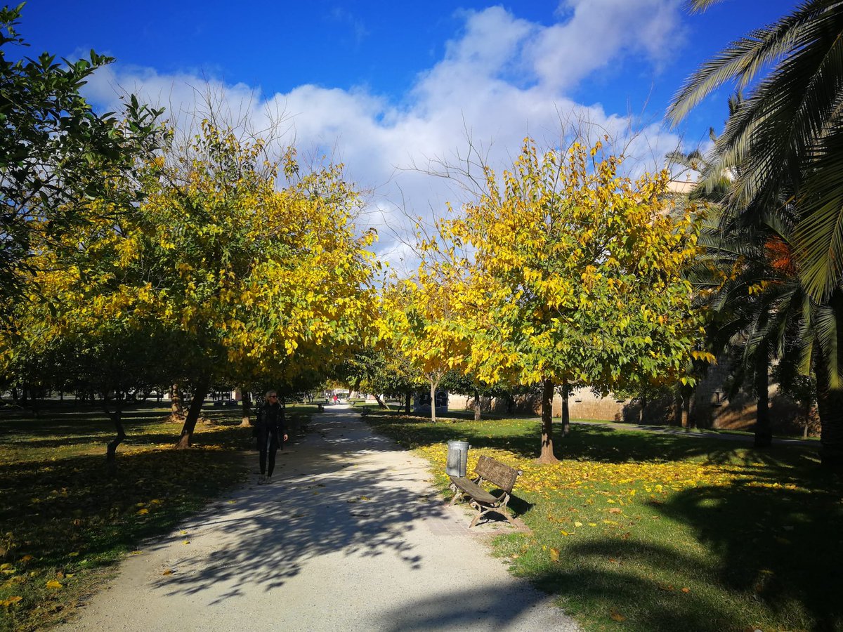 AjuntamentVLC's tweet photo. 🍂 Un dels tresors de #biodiversitat a #València, el jardí del #Túria, el parc urbà🌿més gran d'Espanya, s'ha omplit dels colors de la tardor 🍁.
Agafa 👟o 🚴, bona companyia 🫂  i disfruta passejant🚶‍♂️, fent exercici🏃‍♀️, o recorrent-ho📷, però recorda, cal cuidar-ho! #JardinsVLC🍃 https://t.co/IpXdlKcMqO