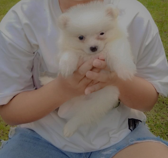wizardxpy's tweet photo. Isac is a good puppy.<333 https://t.co/FoI6EmZO6t