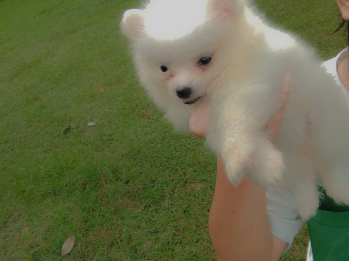 wizardxpy's tweet photo. Isac is a good puppy.<333 https://t.co/FoI6EmZO6t