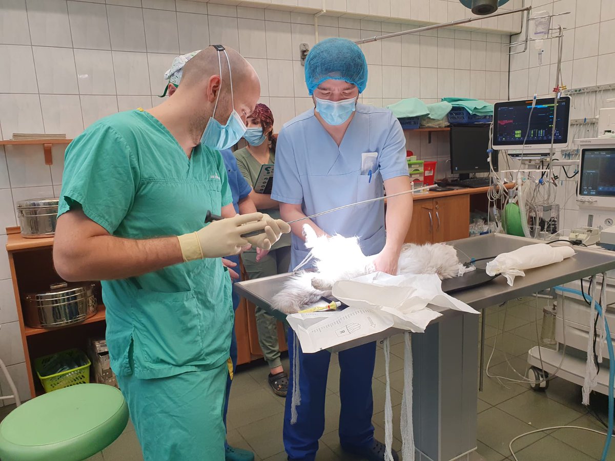 wojciech_piotr_krajewski (@wojciechpiotrk1) on Twitter photo Not only humans develop BCa. Endoscopy for feline friends! <a href="/EAU_YAUrotheli/">EAU YAU Urothelial Carcinoma</a> <a href="/lukasz_t_nowak/">Łukasz Nowak</a> <a href="/Biocor_Poland/">Tomasz Ostrowski</a> <a href="/jackchelchowski/">Jacek Chełchowski</a> <a href="/mario_sofer/">Mario Sofer</a> <a href="/mzawadzk1/">Marek Zawadzki</a> <a href="/bartmalkiewicz/">Bartosz Malkiewicz</a> Not only humans develop BCa. Endoscopy for feline friends! <a href="/EAU_YAUrotheli/">EAU YAU Urothelial Carcinoma</a> <a href="/lukasz_t_nowak/">Łukasz Nowak</a> <a href="/Biocor_Poland/">Tomasz Ostrowski</a> <a href="/jackchelchowski/">Jacek Chełchowski</a> <a href="/mario_sofer/">Mario Sofer</a> <a href="/mzawadzk1/">Marek Zawadzki</a> <a href="/bartmalkiewicz/">Bartosz Malkiewicz</a>