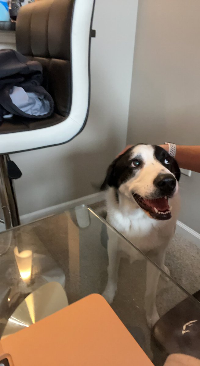 FrancisParlet's tweet photo. My wonderful Saint Bernard never ceases to amaze me. It’s raining this morning and he goes outside and decides he’s going to poop and pee at the same time with perfect aim. 😅🤦‍♂️ https://t.co/nPRdR99oXR