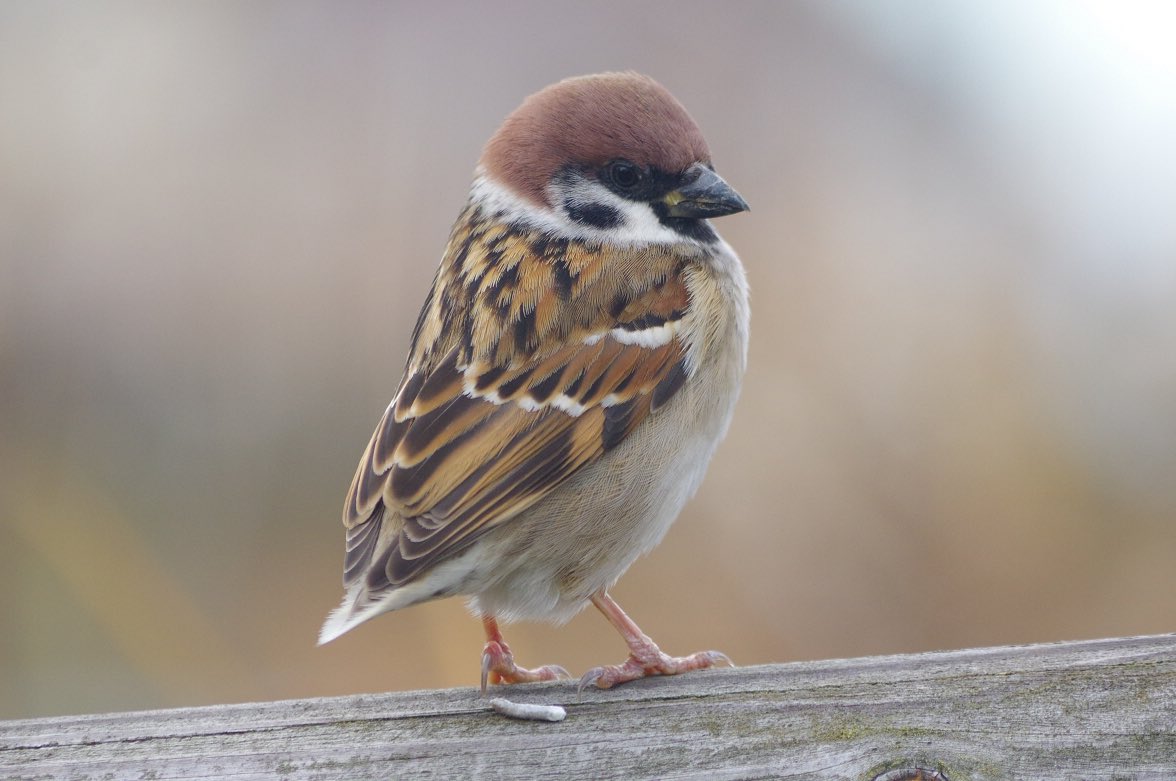 スズメ Amazon.com: YQABLE Washer Fluid Level Sensor 289111E400