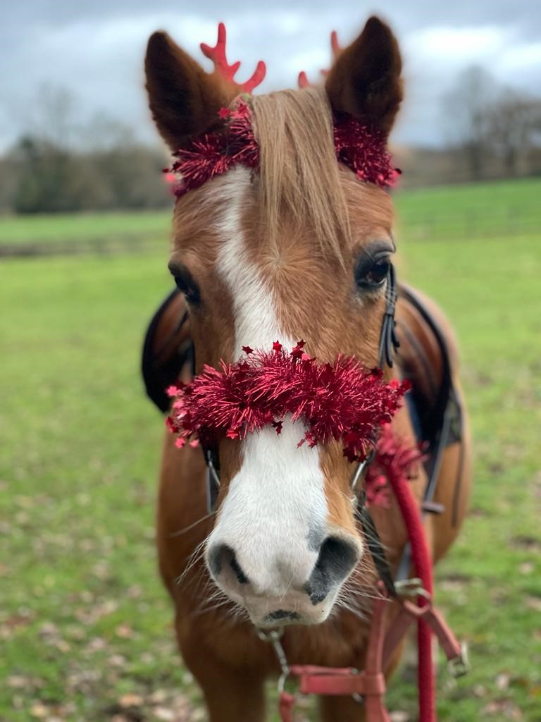 KESPreparatory's tweet photo. Our #StroudYear3 riders and ponies have again been dressed head to toe in Christmas sparkle for their Christmas Gymkhana!  We're loving the sparkle! #StroudHorses #StroudOutdoors #StroudCreativity https://t.co/LRc6mmAQLr
