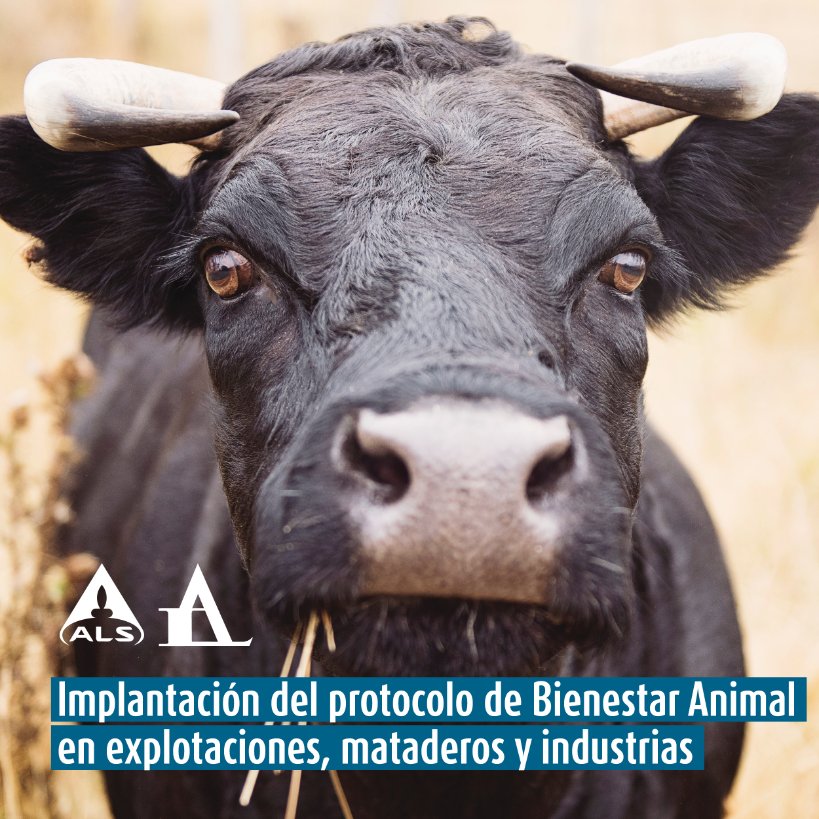 Desde #ALS #Aquimisa ayudamos a mataderos, explotaciones e industria a la implantación del sello de #bienestaranimal.

✔ Implantación de requisitos e interpretación de la norma para explotaciones, mataderos e industria (cárnica y láctea). 

✔ Servicio de consultoría y asesoría.