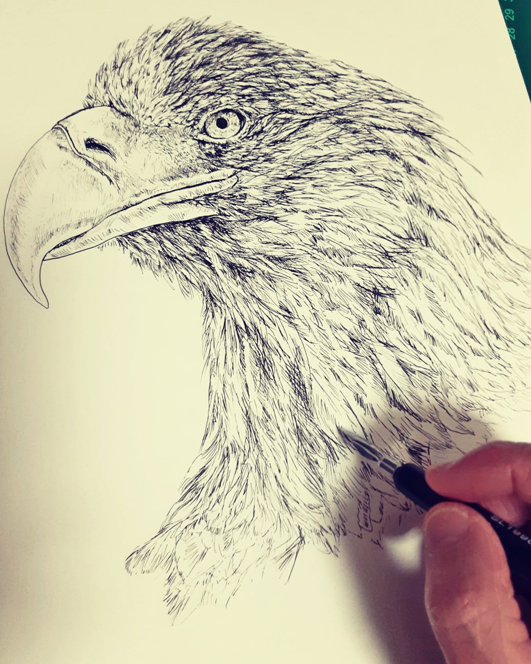 最前線の ペン画 大鷲 アート 写真 ハンドメイド 13 7 Jkkniu Edu