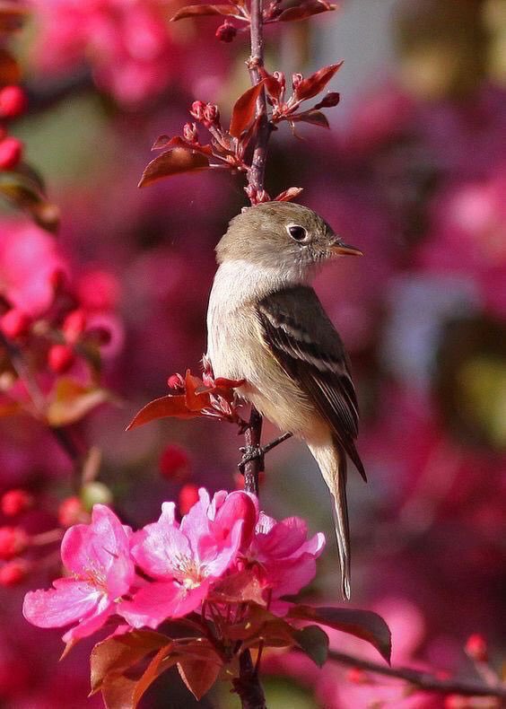 JeanetteEliz's tweet photo. Happy Wednesday Everyone, it’s middle of the week time. 😊 Have a beautiful day. Stay Safe &amp; Take Care. 💞🌺💕 #NaturePhotography #nature https://t.co/RyZuoZRG2X