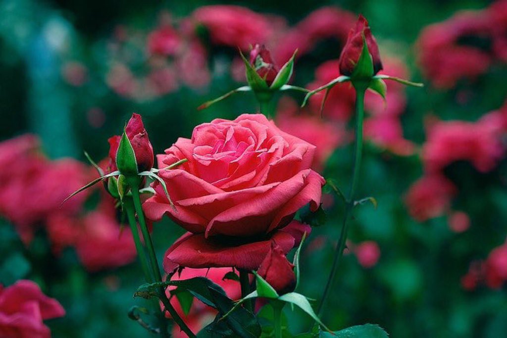 JeanetteEliz's tweet photo. Happy Wednesday Everyone, it’s middle of the week time. 😊 Have a beautiful day. Stay Safe &amp; Take Care. 💞🌺💕 #NaturePhotography #nature https://t.co/RyZuoZRG2X