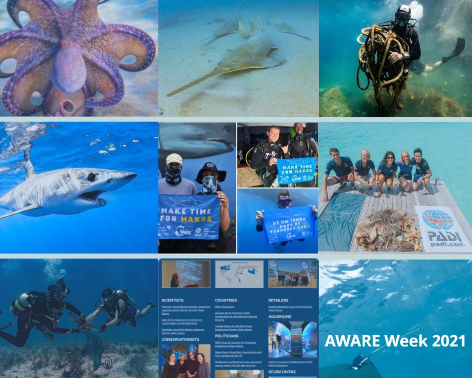 padiaware's tweet photo. Looking back at this 2021 at PADI AWARE. Here are our Top 9⃣ posts! 
Thank you for another amazing year! Your support is very much appreciated. 🙏💙

#best9 #top9 #top9posts #recap2021 #best9of2021 https://t.co/vI6AU9zsSj