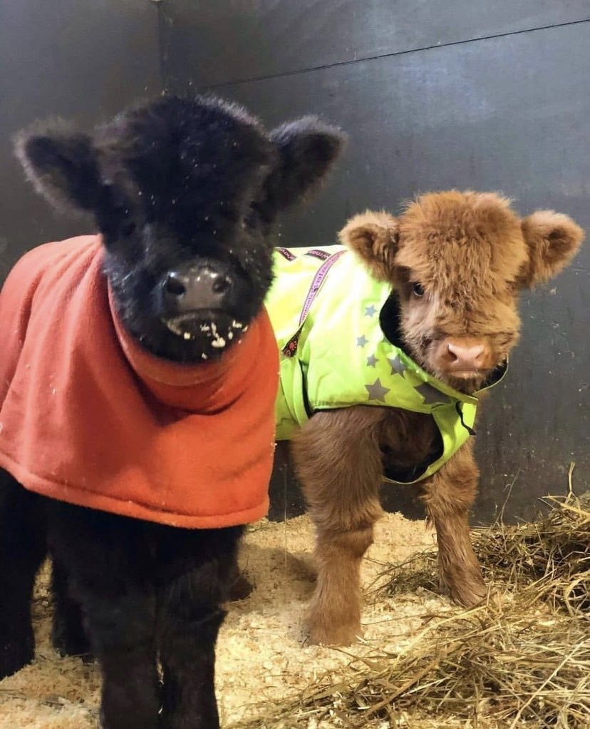 cowsjpg🐄 (@cowsjpg) on Twitter photo 