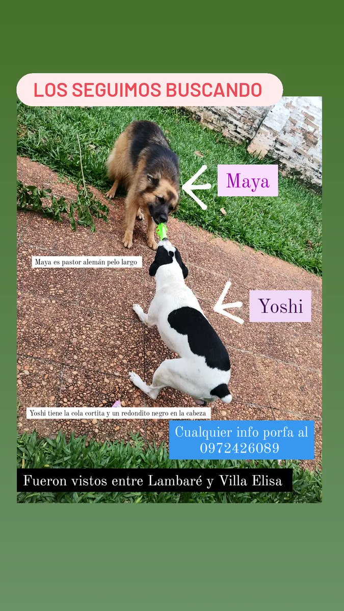 lizjarmi's tweet photo. Son mi familia y están perdidos 😭💔 disculpen el spam pero tengo el corazón destrozado, los estamos buscando en la zona de Lambaré y Villa Elisa https://t.co/9yaRbIO06V