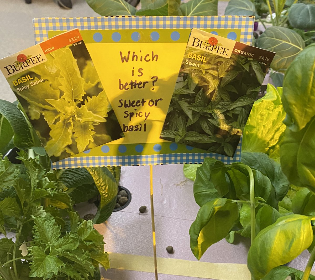 We are going to try to make pesto next week.  Sweet or spicy basil?