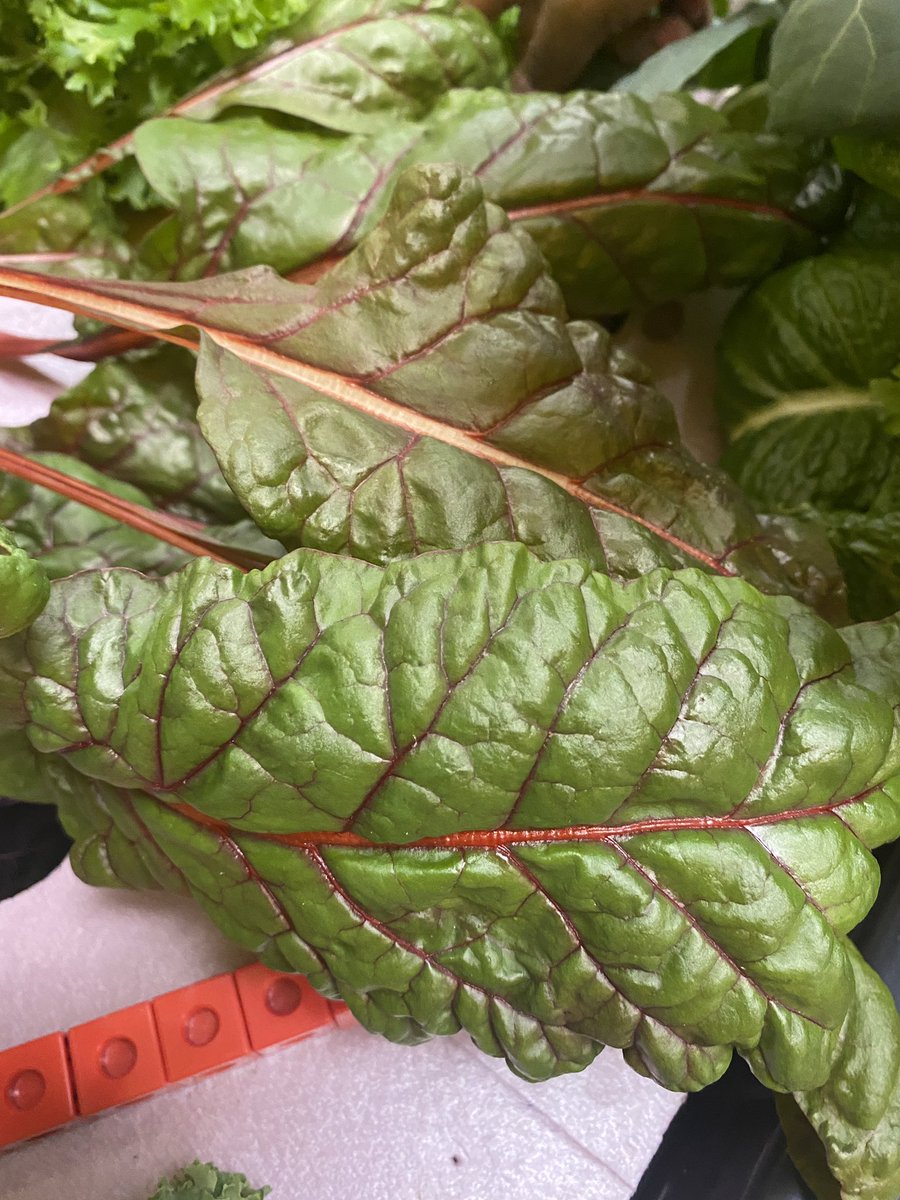 Week 3 progress.  Time for more data.  We are ready to eat soon.