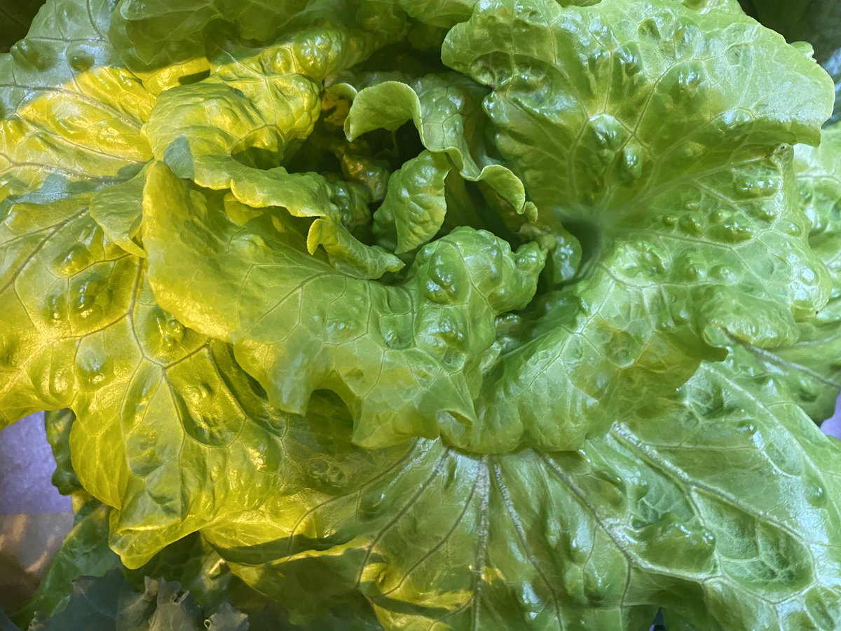 Beautiful head of lettuce.  By Slade and Cash!