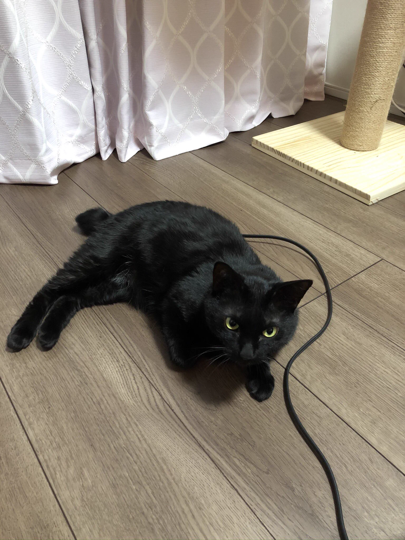 @tyomateee2 うちの猫さんはまだ充電中です。 