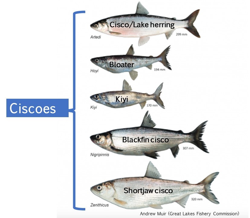 Katie O'Reilly on X: “Cisco” is the common name of Coregonus artedi, but “ cisco” is also sometimes used to collectively refer to the 8-ish species of  the Coregonus genus (AKA whitefish) that