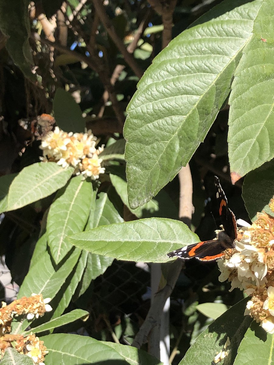 pooveda_'s tweet photo. Os dejo aqui la foto de la mascota de la Easdo y me piro🦋 https://t.co/oMWAyUk1Z2