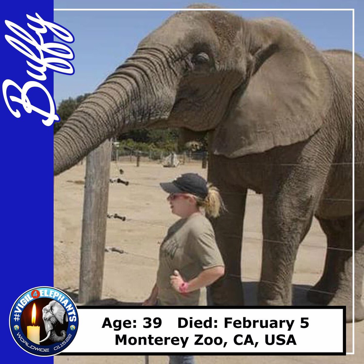 LEAPyeg's tweet photo. Buffy had many days suffering from abdominal pain.  We would like to add that Monterey Zoo has lost elephants under horrific circumstances &amp; we hope the last elephant will be transferred to sanctuary. We grieve for your loss. You will not be forgotten. 
#Vigil4Elephants #RIPBuffy https://t.co/pA38zUGXCQ