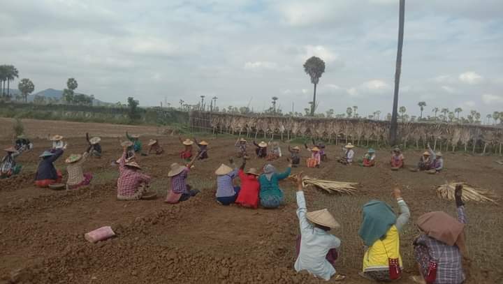 Onion farmers in Letpadaung protested against the Fascist dictatorship today.

#EndImpunity #Dec8Coup 
#WhatsHappeningInMyanmar