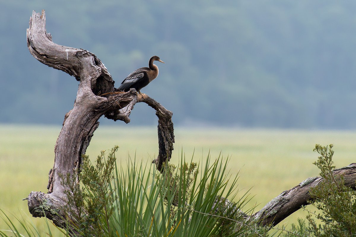Callawassie Island tweet media