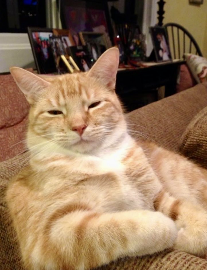 theasscat's tweet photo. She wants to talk about my attitude problem. https://t.co/8r8fYUUkp0