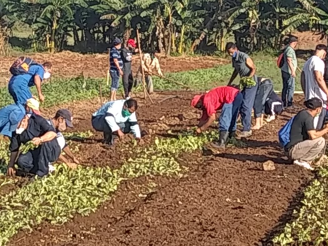 #CTCManzanillo. Los trabajadores aportando a la producción de alimento. #SomosCuba,#SomosContinuidad