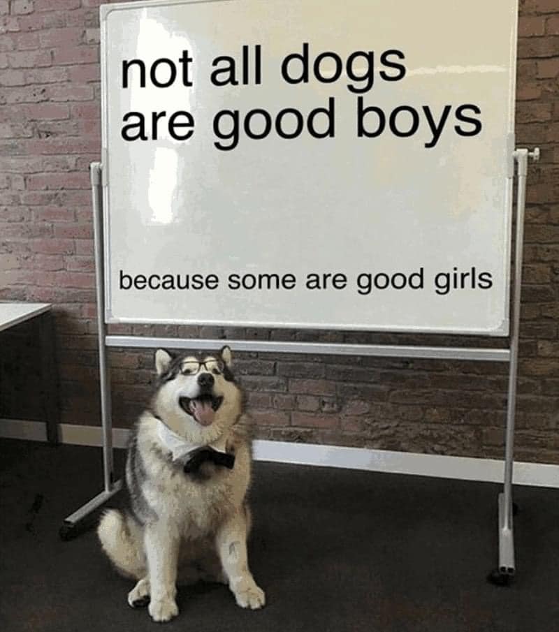 WholesomeMemes (@wholesomememe) on Twitter photo 