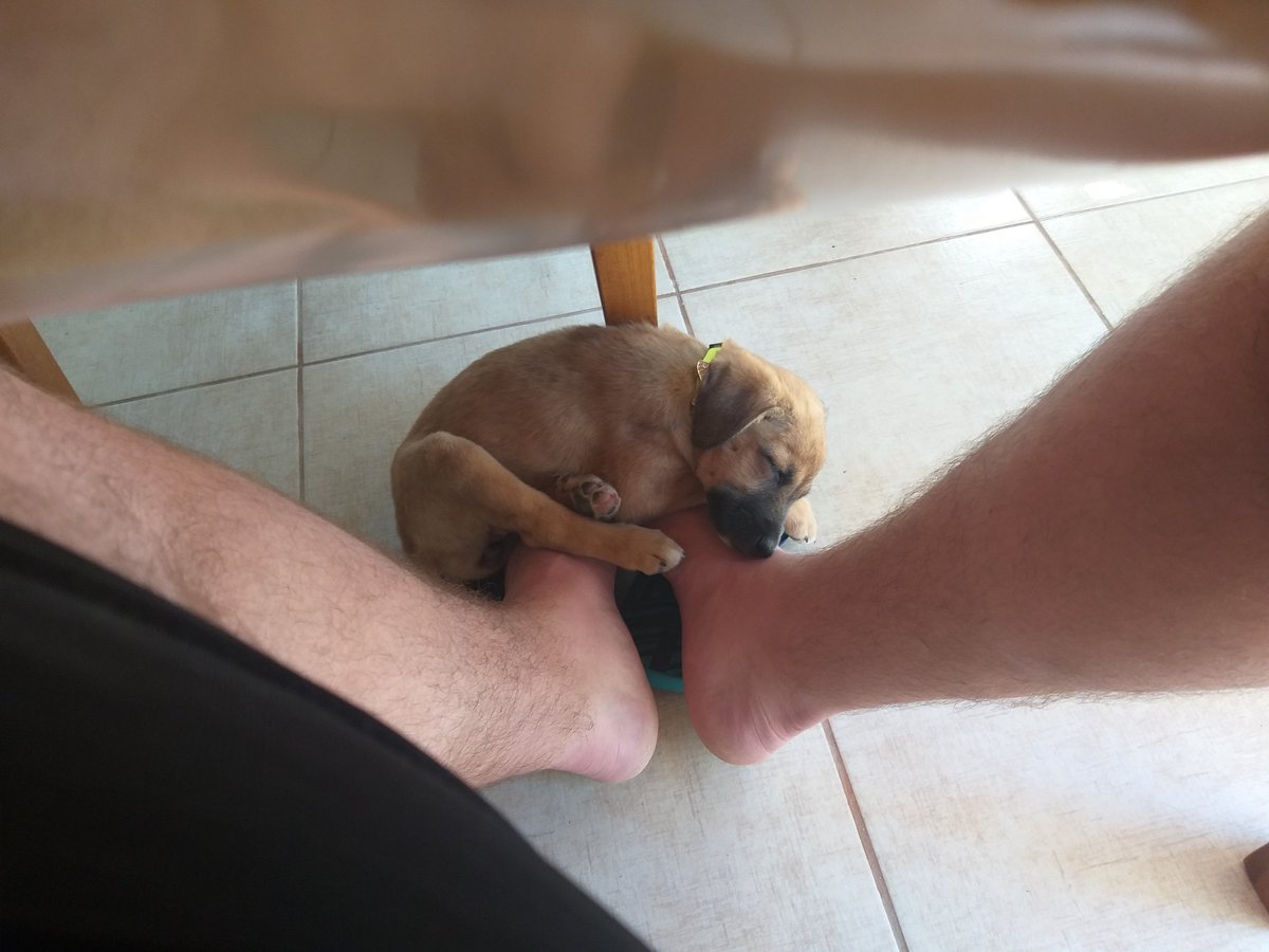 WagnerPeto's tweet photo. Aparentemente la cucha y la almohada no son suficientemente comodas... https://t.co/JmHA2RvQb6