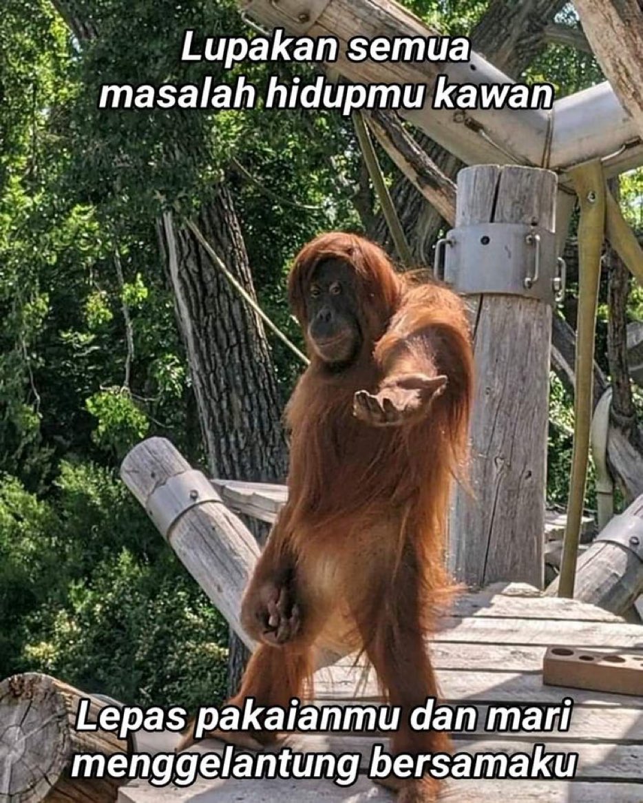 Leenoaxt_'s tweet photo. akhirnya ketemu, tapi ada yang punya meme orang utan ini tapi capt nya "domanggalkka?" https://t.co/ETYC5fbTxZ