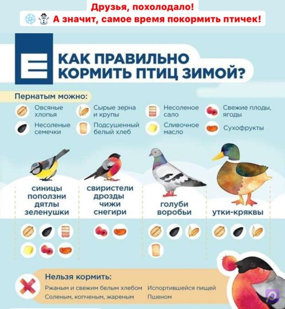 Чем кормить зимующих птиц картинки для детей