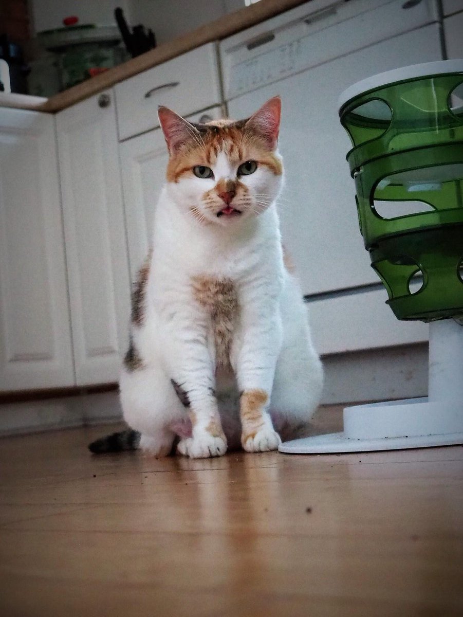 Meow Moe tweet media
