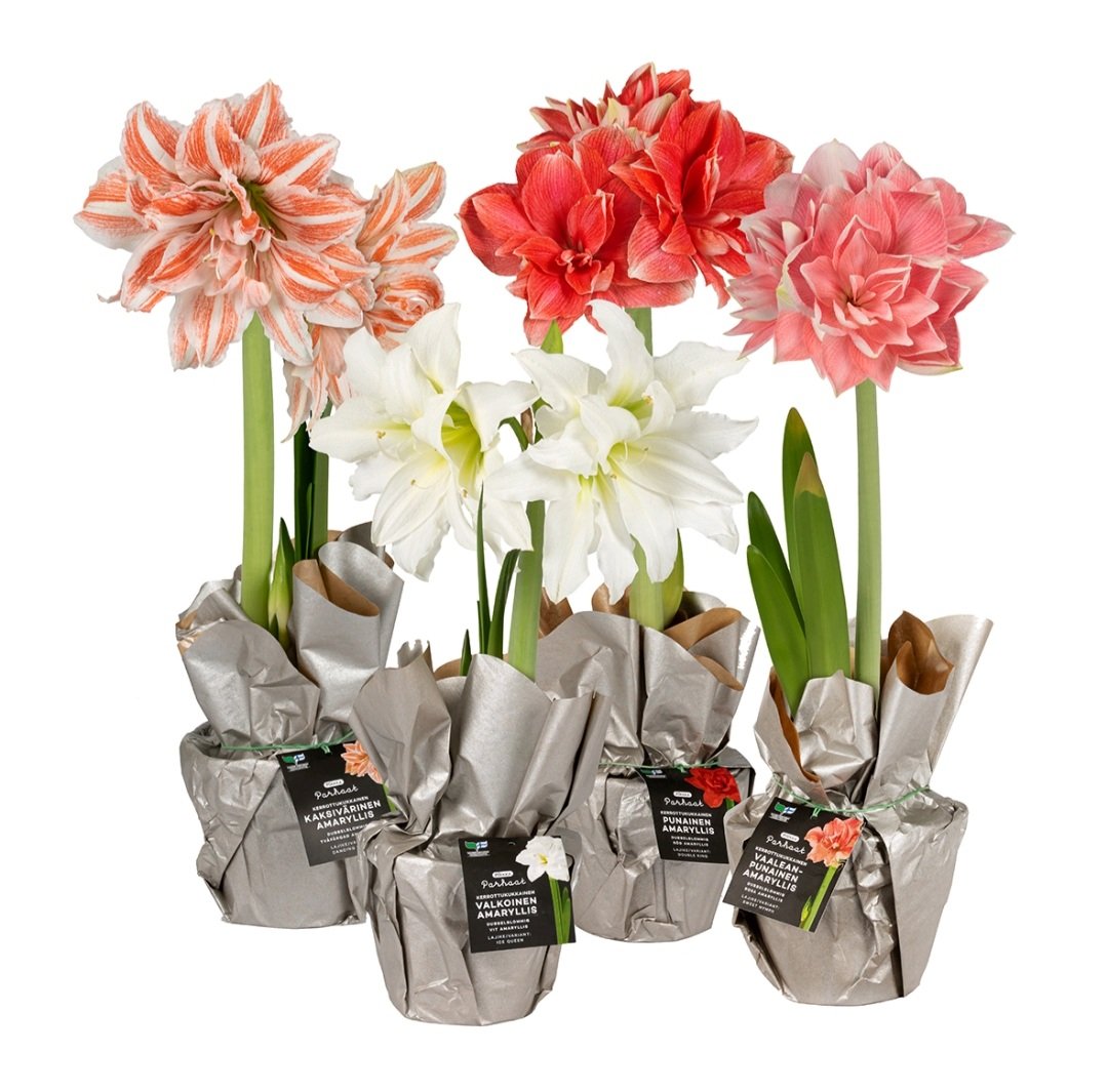 Enään 16 yötä jouluun! Joulun uutuus Pirkka Parhaat suomalainen kerrottukukkainen amaryllis löytyy K-kaupoista. Lajike löytyy etiketistä, joten voit valita mieleisen! Sweet Nymph on oma suosikkini🌺
#partaharjunpuutarha <a href="/kryhma/">K-ryhmä</a> #kauniistikotimainen #joulu @PirkkaFi